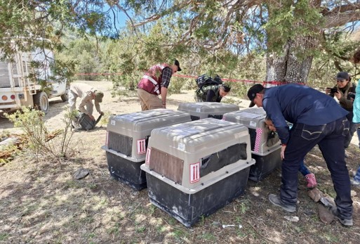 Liberan lobos mexicanos en durango